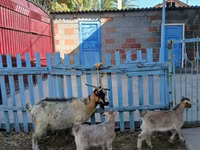 Koza, Kozy — foto 1