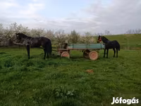 公马, Nonius horse — 照片 4