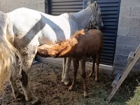 Kobyła, Horse breed — zdjęcie 1