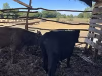 ثور, Simmental cattle — الصورة 8