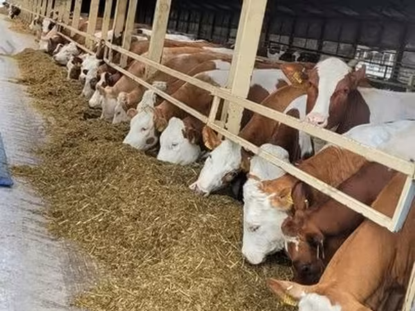 Tehén, Aberdeen-Angus