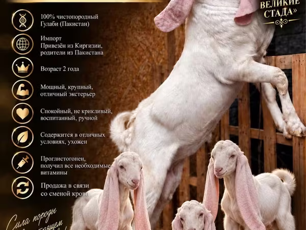 Козёл, Гулаби коза