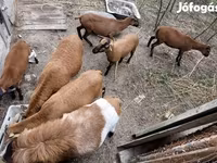 Kos, Cameroon sheep — 3. fotó