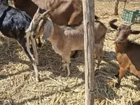 母山羊, Nubian Goat — 照片 2