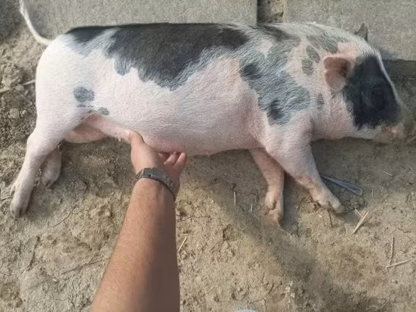 Prasnice,  — Maďarsko