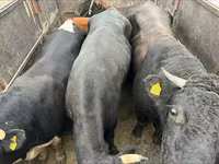 Bika, Russian Black pied cattle — 4. fotó