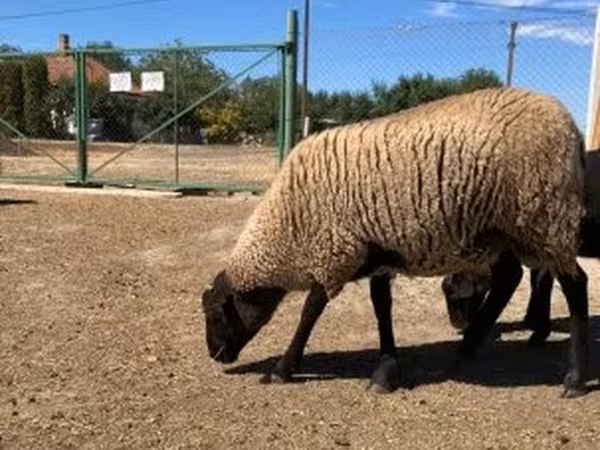 Kos, Suffolk sheep