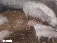 Disznók (tétel, nem megadva), Sertések — 4. fotó