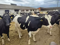 Tehén, Holstein fajta — 5. fotó