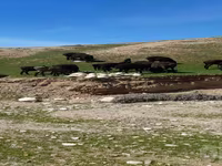 Bélier, Moutons — photo 2