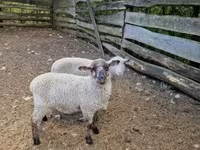 Juh, White Suffolk sheep — 3. fotó