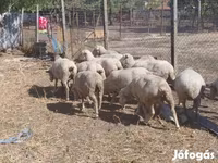 भेड़, भेड़ — फ़ोटो 3