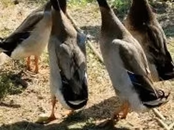 Indický Runner — Maďarsko