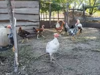 Chickens — 照片 5