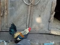 bantam — 1. fotó