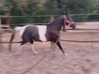 Kanca, Appaloosa — 2. fotó