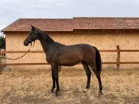 Айғыр, Hungarian horse breed — 1-сурет