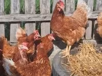 Chickens — 照片 4