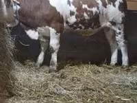 सांड, Simmental cattle — फ़ोटो 3