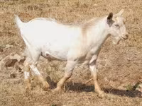 Cabra, Nubian Goat — foto 5