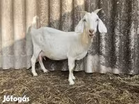 Bak, Saanen goat — 3. fotó