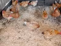 Danish hen — photo 3