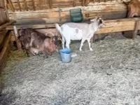 母山羊, Goats — 照片 2