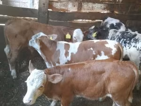 Bull, Simmental cattle — Hungary