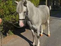 公马, Horses — 照片 2