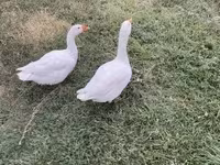Geese — foto 2