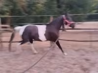 母马, Appaloosa — 照片 2