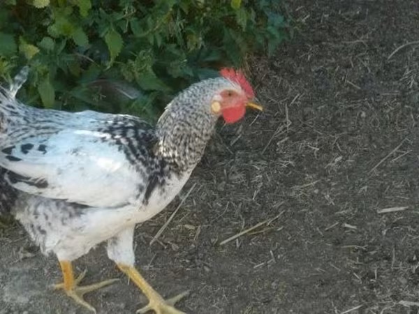 Chickens — Węgry