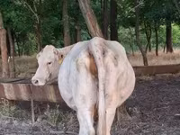 Vaca, Charolais cattle — foto 8