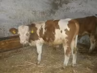 Bika, Simmental cattle — 3. fotó