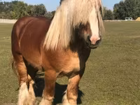 Horse (M), Belgian Draught — photo 5