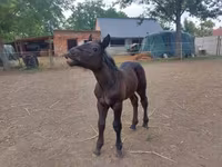 घोड़ी, Hungarian horse breed — फ़ोटो 4