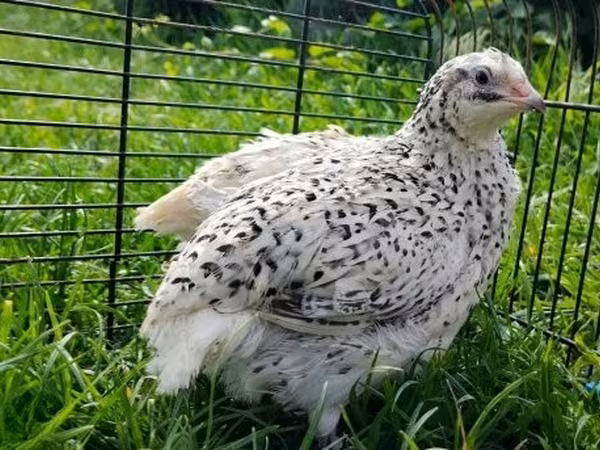Quails