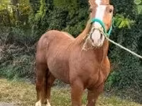 घोड़ा, Andalusian horse — फ़ोटो 3