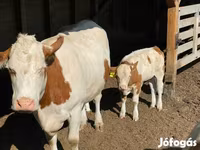 بقرة, Simmental cattle — الصورة 5