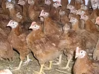 Chickens — 照片 3