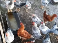Chickens — photo 3