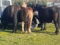 母马, Horses — 照片 2