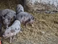 Schweine (Partie, Geschlecht nicht angegeben), Вьетнамская вислобрюхая — Foto 5