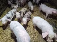 Säue, Schweine — Foto 7