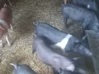 母猪, Pigs — 照片 1