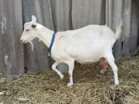 Bak, Saanen goat — 8. fotó