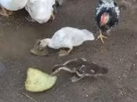 Ducks — 照片 1