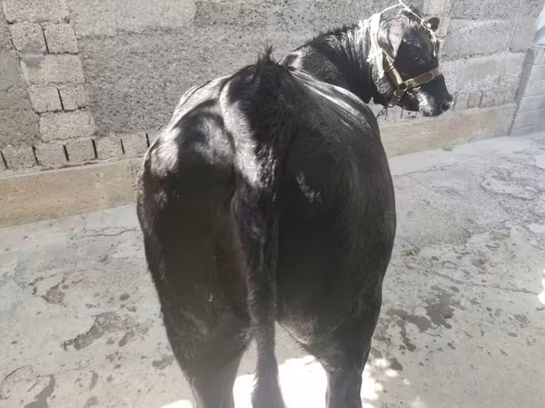 母牛, Aberdeen-Angus