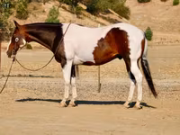 公马, National Show Horse — 照片 8