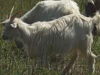 母山羊, Goats — 照片 3